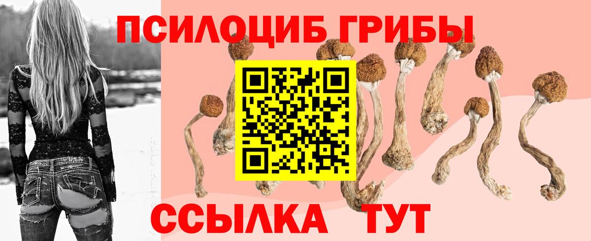 Галлюциногенные грибы Psilocybe Горячий Ключ